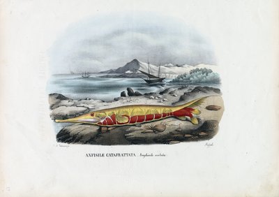 Pez camarón, 1863-79 de Raimundo Petraroja